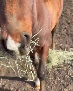 It’s getting harder to take photos! Curiosity tops eating and he is up to see me before I can get anything. Every day he reminds us of his sire Kharisma - which we love! Roronoa do Summerwind, Lauren’s baby! #summerwindmarchadors #mangalargamarchador #swfuturefoal #lovethebabies❤️ #expecttobeimpressed | SW Future Foal - Mangalarga Marchador