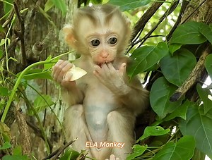 32K views · 2.6K reactions | The sun rises in the east, and the little monkey cheko rises up to eat according to his custom | ELA Monkey | Facebook