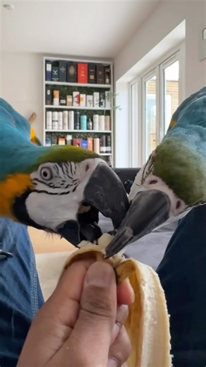 3K views · 787 reactions | Sundays are for bananas | Mikey and Mia | Facebook