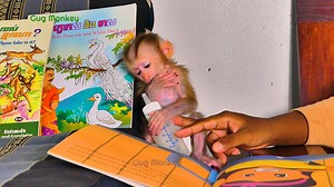 This poor baby, so starved, they’re practically inhaling the milk, trying to quench their hunger | Gug Monkey