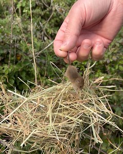 British Wildlife Centre on Reels