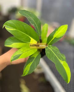 Philodendron Golden Goddess Variegated 1-200 Plants | Free Phytosanitary - Etsy Canada