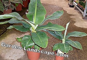 Plantes: Musa Tropicana - soin de la banane ornementale dans la chambre | 2025