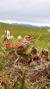 Eurasian Skylark (云雀,Alauda arvensis) is feeding the young, in Gansu province. They build an open nest in a shallow depression on open ground well away from trees, bushes and hedges. (朝天柱) ❤️❤️❤️ #China #nature #birds #wildlife #travel #peace #beauty #beautiful #love | Lin hillside