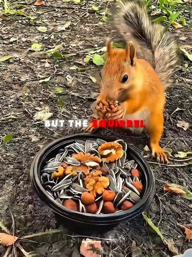 The Secret of the Shy Squirrel 🐿️ #shorts