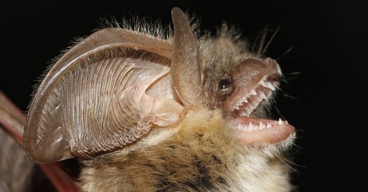 Bat Teeth: Inside the Unique Mouth of a Bat