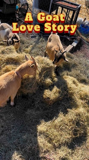 A Goat Love Story 🐐 #GOAT #blackyardchickenz #farmlife #homesteading #WhoYouWit #atlantafarm #goatlife #farming #homesteadlife | BlackYard Chickenz