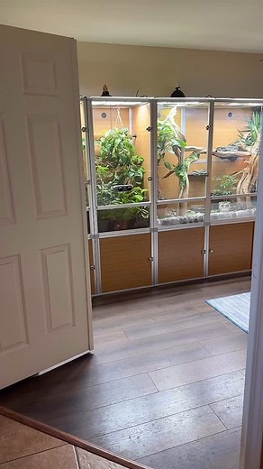 Welcome to reptile paradise! 🦎✨ This reptile room is loaded with some serious stars — like colorful chameleons 🦎, majestic frilled lizards 🦖, bold uromastyx 🌵, Red monster Bearded dragon, and so much more! Which one would you take home if you could? Drop your dream reptile in the comments! ⬇️⬇️ Come explore the scaly magic — you never know who you’ll fall in love with to start your own reptile room!! ❤️🐍 ⏰ Open 10AM - 8PM 📍 SCALES ‘N Tails NLV #ReptileRoom #ChameleonLife #FrilledLizardVibe