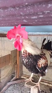 Adorable My Rooster Crowing Sounds | Amazing Rooster Crowing Loudly | Buff Orpington Crowing - Crowing is a type of singing vocalization produced by chickens. It is believed to be associated with demonstration of territory of power to other males and to attract the attention of females. Although both sexes have the ability to crow, it's typically more common in male chickens (roosters) since the desire to crow is fueled by the presence of testosterone. Dominant roosters will crow more than subor