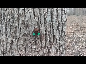 Pignut Hickory bark, buds and nuts