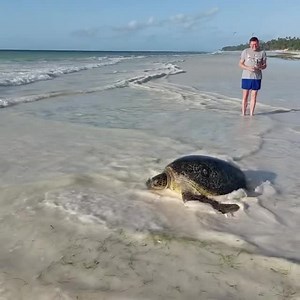 1.4K views · 49 reactions | Kenya Wildlife Service on Reels | Facebook