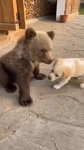 92K views · 4K reactions | Wake-Up Playtime Adorable Bear & Cute Puppy  #fblifestyle #bears #puppy #animallover #petlovers #doglover #dogsofinstagram #fbreels | I Love Animals | Facebook