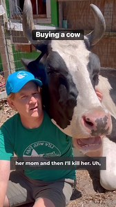 4.9K views · 197 reactions | Buying a cow — it seems like a normal...