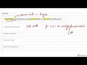 Peptidoglycan (Murein) and amino acids in cell wall are found in