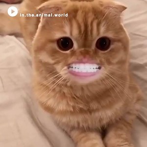 10K views · 195 reactions | #Entretenimiento | Martes con m de meme. Baila al ritmo de estos gatitos y sigue las indicaciones de las autoridades al mismo tiempo.  | Periplo | Facebook