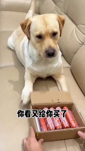 The goat milk powder that cats and dogs love to drink is rich in milk, rich in nutrition, and it replenishes hydration and calcium! #pets #pet #love #dogs #cat #doglife #cute #puppies #doglover #puppylove | Annie