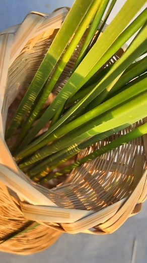 Grass with bamboo ♥️ #bamboo #bambooforest #bamboozled #bamboosunglasses #bambooclothing #bambootoothbrush #bambooisland #bamboogrove #bambooshoots #bambootattoo #bamboohouse #bamboocharcoal #Bamboobike #bamboocotton #BambooBrush | 4Day