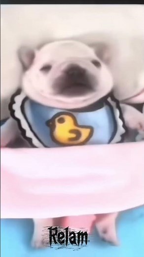 pebbles wash my belly