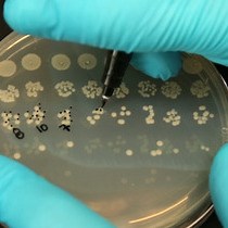 Video: Bile Salt-induced Biofilm Formation in Enteric Pathogens: Techniques for Identification and Quantification
