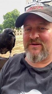 early morning raven cuddles | Ravenmaster