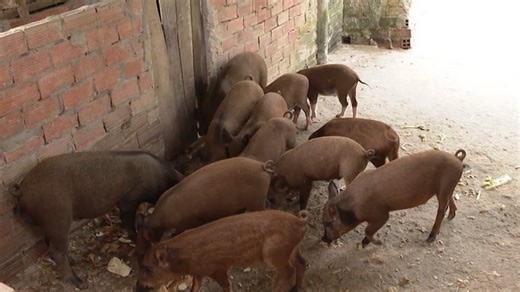 Nông dân chia sẻ kinh nghiệm nuôi heo rừng thu về trăm triệu mỗi năm