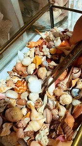 Looking for just the right tiny shell, is like picking out one color from a Kaleidoscope! And orange it is 🧡🧡🧡 #seashell #shelling #kaliedoscope #orange #floridaoranges #beachcombing #swflorida #swfloridabeachcomber #floridagulfcoast #scallops | The SWFlorida Beachcomber