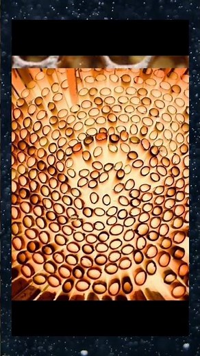 TRYPOPHOBIA (Holes) TEST: Can you pass it? 😳 #trypophobia