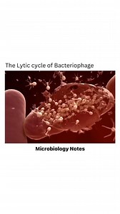 Lytic cycle❤️‍🔥 | DMC Dreamers