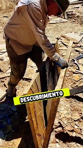 138K views · 7.5K reactions | Una sopresa prehistórica  #cenozoico #fossils #plantas #curiosidades | PaleoAndrea | Facebook