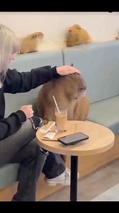 capybara bed incident💀 | Kira.iq