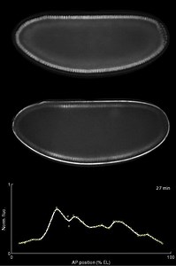 File:Consequences-of-Eukaryotic-Enhancer-Architecture-for-Gene-Expression-Dynamics-Development-and-pgen.1002364.s020.ogv - Wikimedia Commons