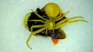 Goldenrod crab spiders are sneaky predators for bees