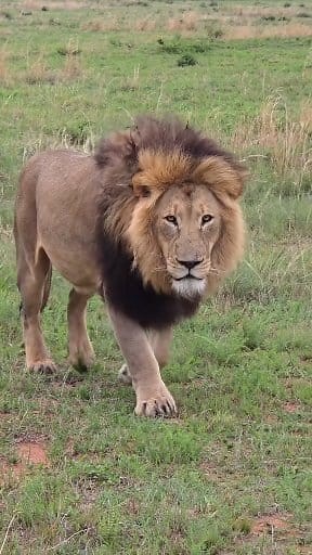 214K views · 8.3K reactions | Nyasa One of the dominant males of the Welgevonden Reserve. Another male in the reserve, known as Shaka, controls a different pride. Both lions maintain separate territories within the reserve. Video credit: Lush African Safaris. | Lion sightings | Facebook