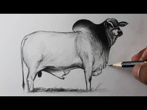 Como desenhar um Boi Nelore simples 2021