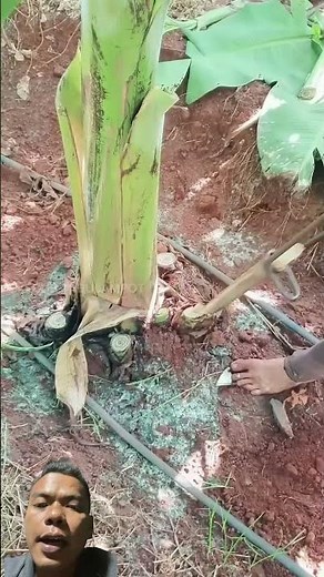 Perawatan Tanaman Pisang #pisang