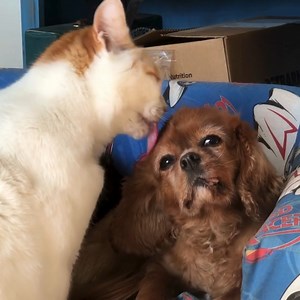 30 reactions | A few people have asked how Ruby's recovery is going,...