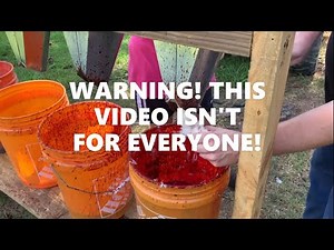 WARNING!! GRAPHIC! Chicken Processing Kill, Scald, Pluck, Eviscerating and Package. #pasturedpoultry