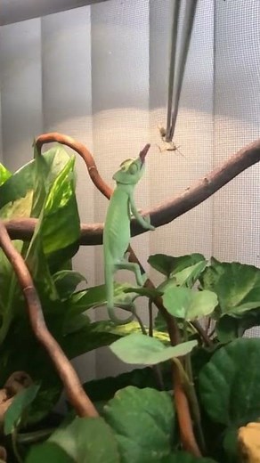 What do Chameleons eat?