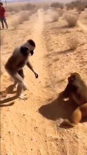GIBBON VS MACAQUE — Insane Primate Battle Caught on Camera! 🐒💥🐒