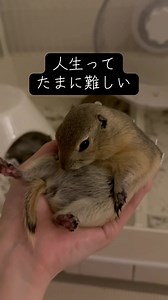 いきちゃんを失って大泣きした日：ぺぎちゃん・ぴっかちゃんと過ごす日常