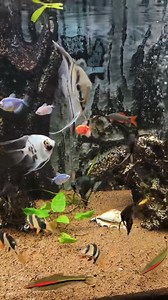 Angel fish #aquascape #plantedtank #viralreelsシ #fishtank #aquatic #aquarium #aquariumhobby #layoutdesign #viralpost #viral | AquaPedia