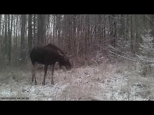 Trail Camera Suntek HC-801A daytime video sample