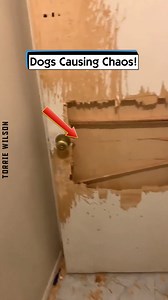 Dogs Causing Chaos! | Torrie Wilson