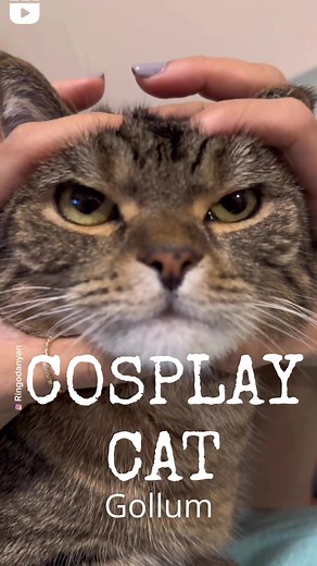 Devinez les cosplays des chats - Jeu interactif amusant