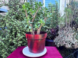 Large Jade Plant: Live Green Succulent (14" Tall, No Planter) Crassula Ovata - Etsy