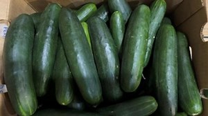 Cucumbers recalled in 14 states due to salmonella risk