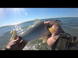 Halibut and YFC | Drop Shot Rig