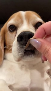 Cuddling 😊 | Beagle Overload