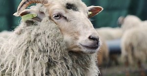 Video by Matthias Groeneveld on Pexels