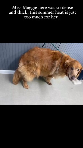 I bet Maggie feels like she just lost pounds of thick undercoat! Now she is feeling light and cool after her grooming package 🤗 | Dog Friendly Grooming